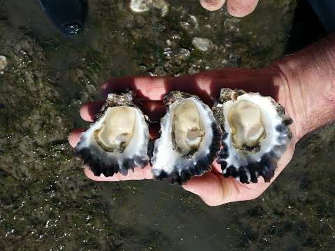 Photo: Dialba Oysters